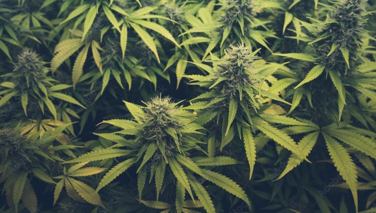 MİT ve Suriye narkotik birimlerinden ortak operasyon