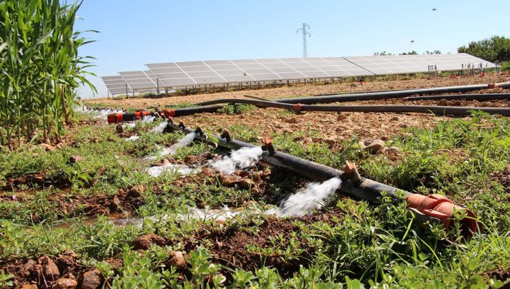 Tarımsal destekleme ödemeleri çiftçilerin hesaplarına aktarılıyor 