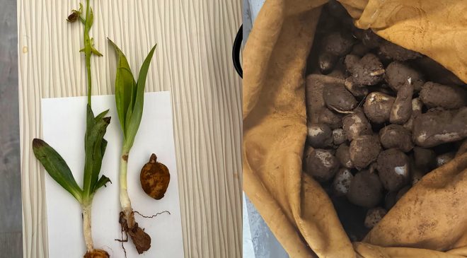 Doğadan izinsiz toplanan yaklaşık 6 kilogram salep yumrusuna el konuldu