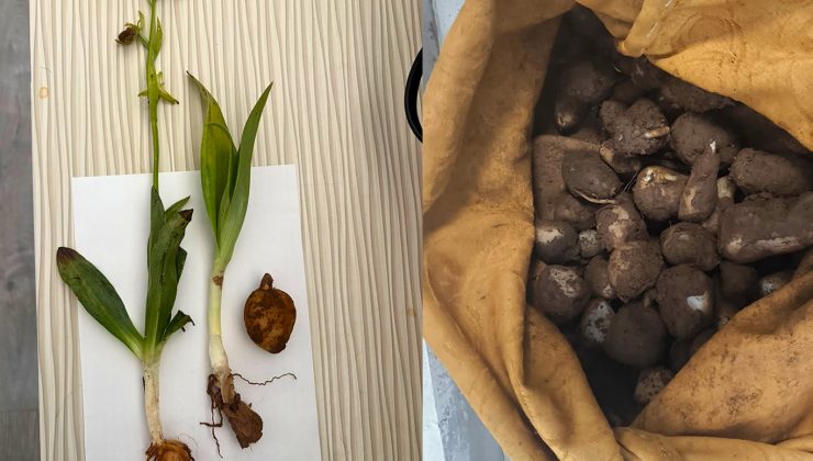 Doğadan izinsiz toplanan yaklaşık 6 kilogram salep yumrusuna el konuldu