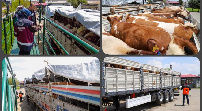 Bingöl’den batı illerine kurbanlık sevkiyatı başladı