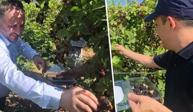 Siirt’te özel bireyler böğürtlen hasadı yaptı