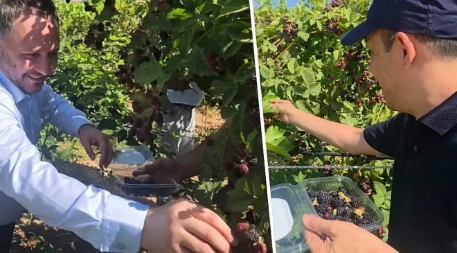 Siirt’te özel bireyler böğürtlen hasadı yaptı