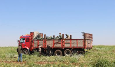 45 Derece Sıcakta Ekmek Mücadelesi: Karpuz Tarlalarında Mesai Gece Başlıyor