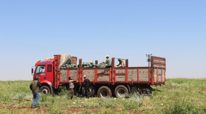 45 Derece Sıcakta Ekmek Mücadelesi: Karpuz Tarlalarında Mesai Gece Başlıyor
