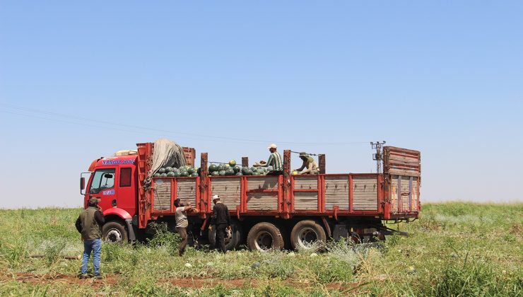 45 Derece Sıcakta Ekmek Mücadelesi: Karpuz Tarlalarında Mesai Gece Başlıyor