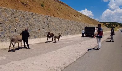 Bingöl’de başıboş bırakılan hayvanların sahiplerine ceza