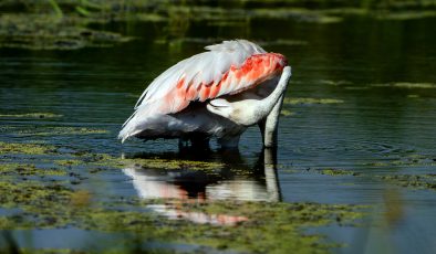 Diyarbakır’da leyleklerin arasında flamingo sürprizi