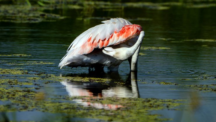Diyarbakır’da leyleklerin arasında flamingo sürprizi
