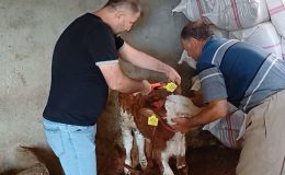 Şırnak’ta hayvan sağlığı için aşılama ve küpeleme çalışmaları sürüyor