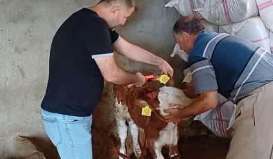 Şırnak’ta hayvan sağlığı için aşılama ve küpeleme çalışmaları sürüyor