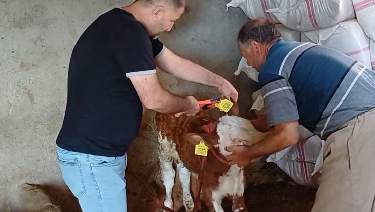 Şırnak’ta hayvan sağlığı için aşılama ve küpeleme çalışmaları sürüyor