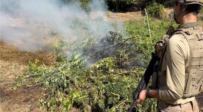 Diyarbakır’da 217 bin 608 kök kenevir ve skunk imha edildi