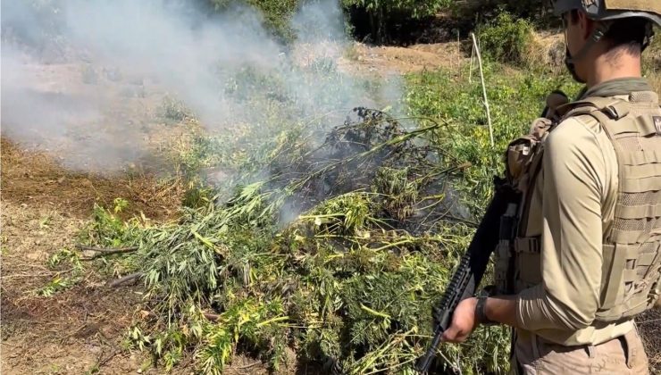 Diyarbakır’da 217 bin 608 kök kenevir ve skunk imha edildi