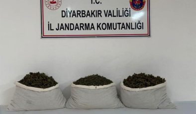 Diyarbakır’da 253 bin 752 kök kenevir ele geçirildi: 25 şüpheliye yasal işlem