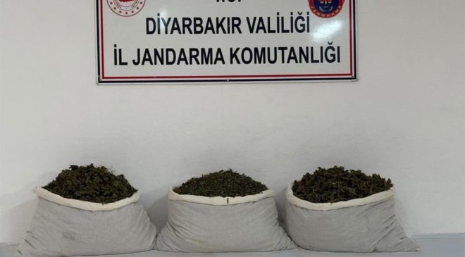 Diyarbakır’da 253 bin 752 kök kenevir ele geçirildi: 25 şüpheliye yasal işlem