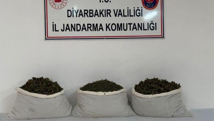 Diyarbakır’da 253 bin 752 kök kenevir ele geçirildi: 25 şüpheliye yasal işlem