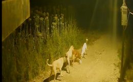 Batman’da başıboş köpekler kediyi kovalayıp telef etti