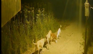 Batman’da başıboş köpekler kediyi kovalayıp telef etti