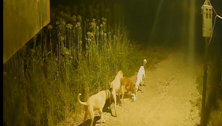 Batman’da başıboş köpekler kediyi kovalayıp telef etti