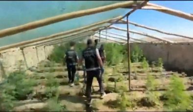 Ergani’de kenevir operasyonu: 5 bin 400 kök ele geçirildi