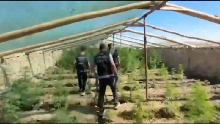 Ergani’de kenevir operasyonu: 5 bin 400 kök ele geçirildi