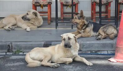 Derneklerden mama şirketlerine uzanan para trafiği incelemede