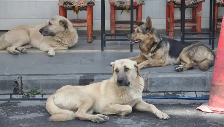 Derneklerden mama şirketlerine uzanan para trafiği incelemede